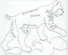 Big Cats 8