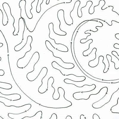 Fiddle Ferns 11