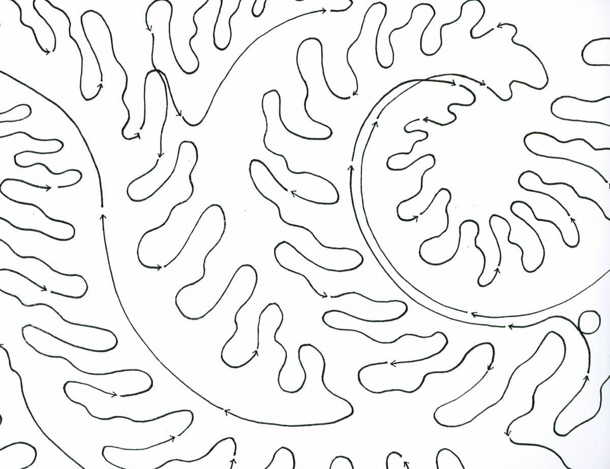 Fiddle Ferns 14