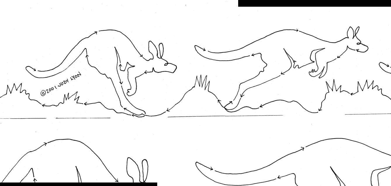 Kangaroos 4