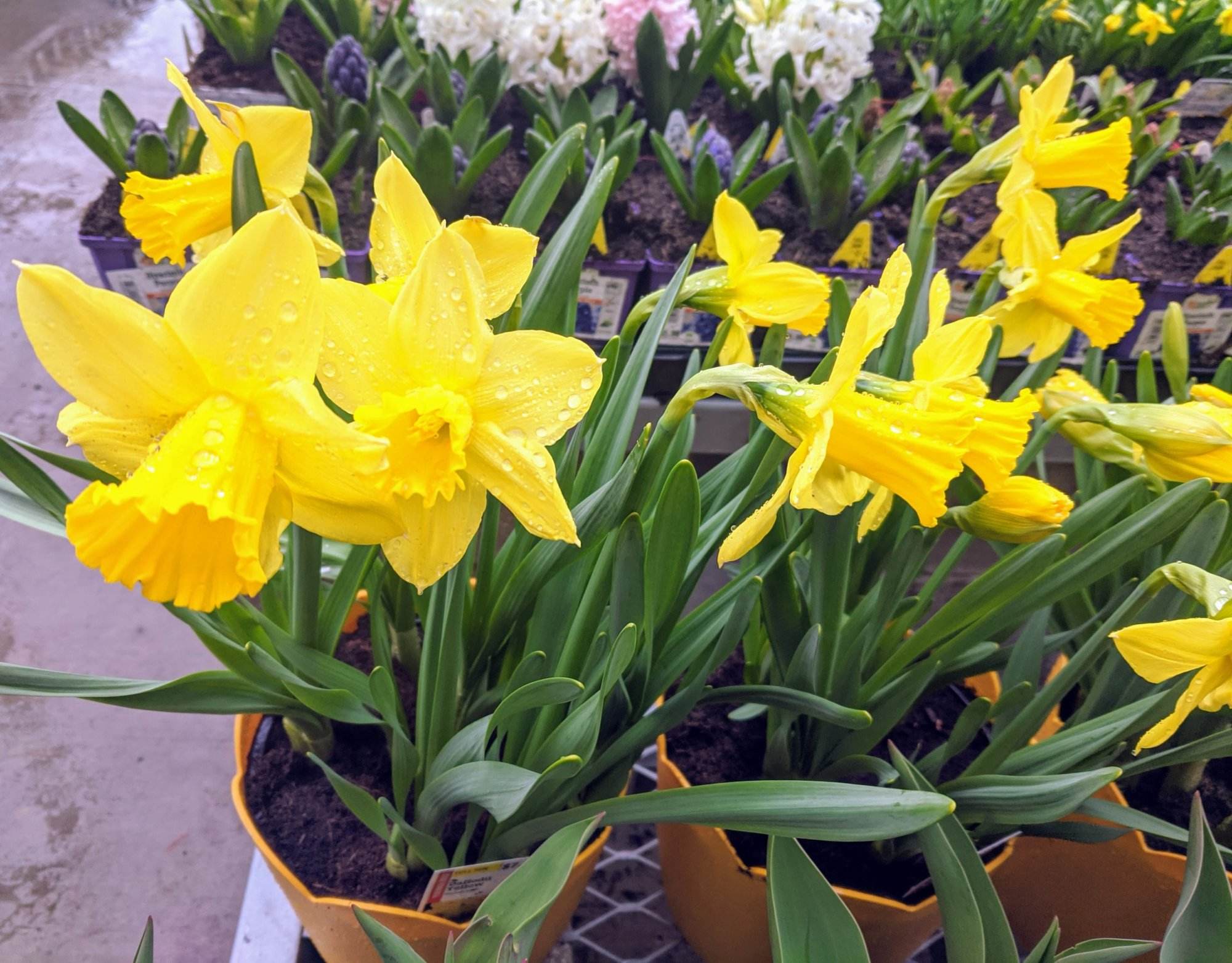 Daffodilly 9