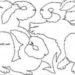 Cottontails snippet