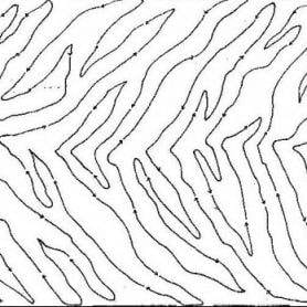 Zebra Stripes 10