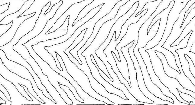 Zebra Stripes 10