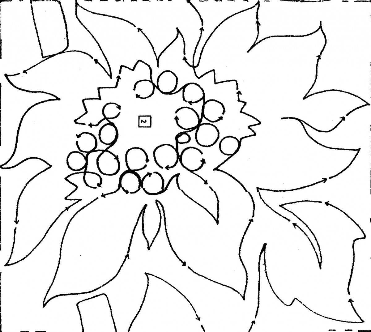 Giant Sunflower Border- 10