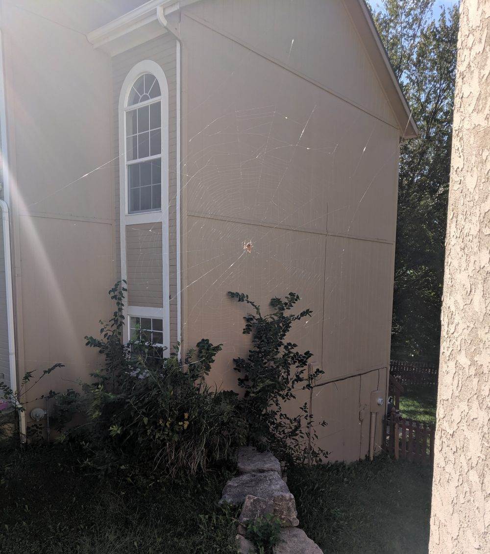 Spider Webs 10
