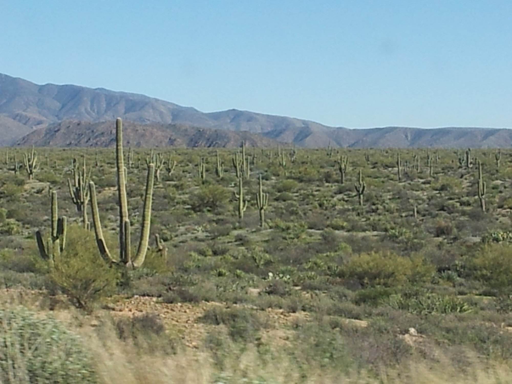 Cactus Garden - Image 2