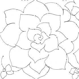 Desert Rose