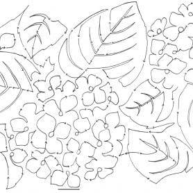 Hydrangea