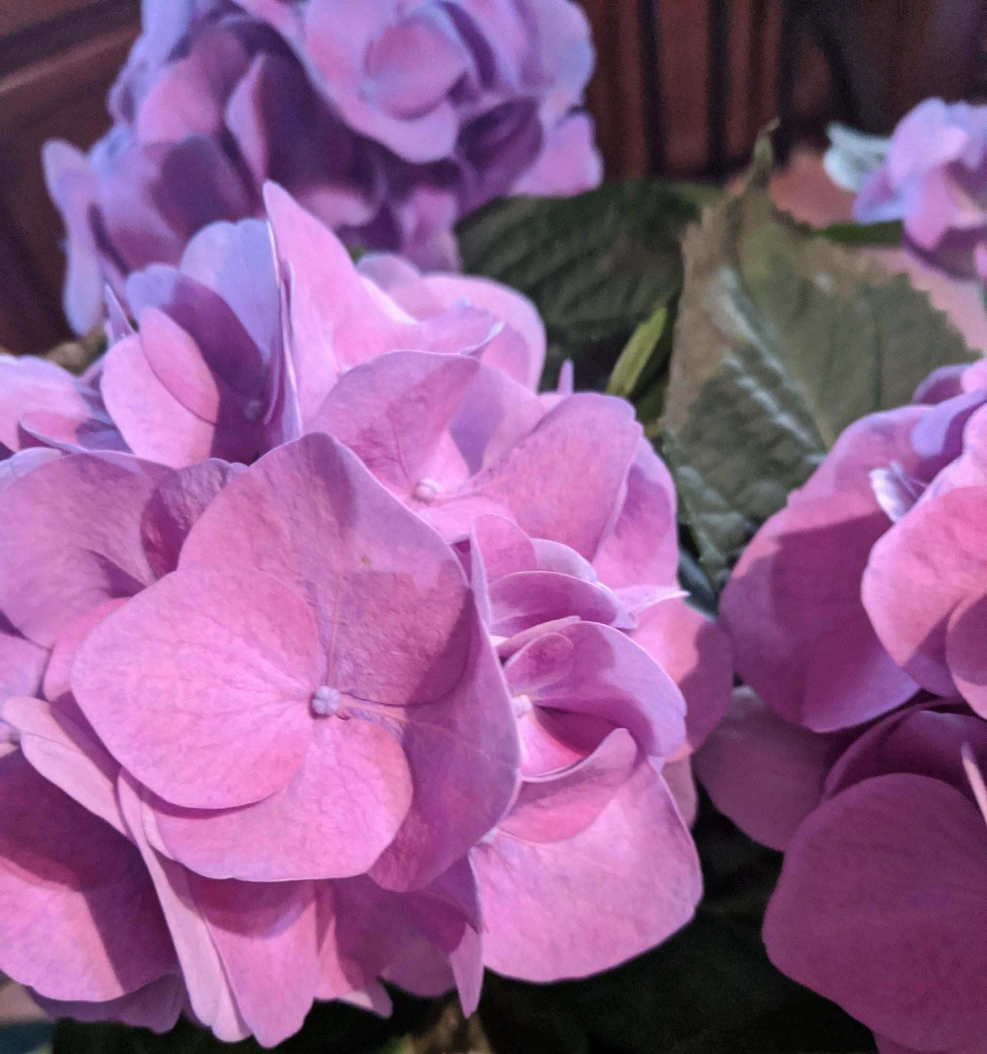Hydrangea - Image 5