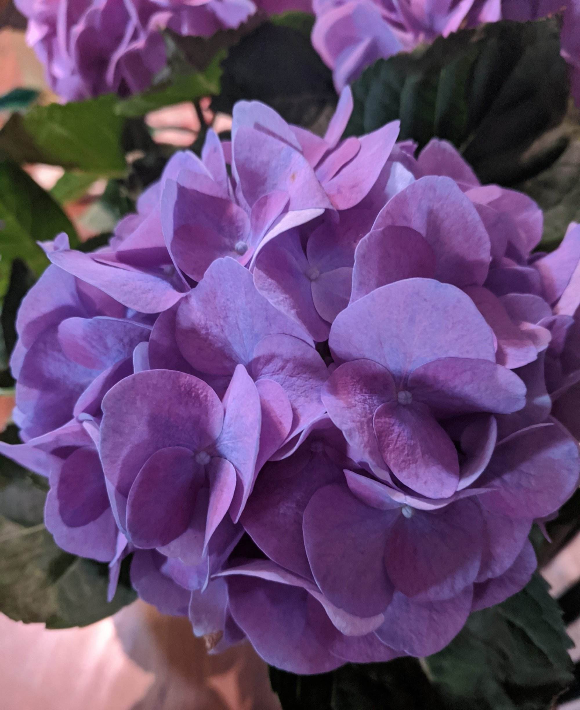 Hydrangea - Image 6