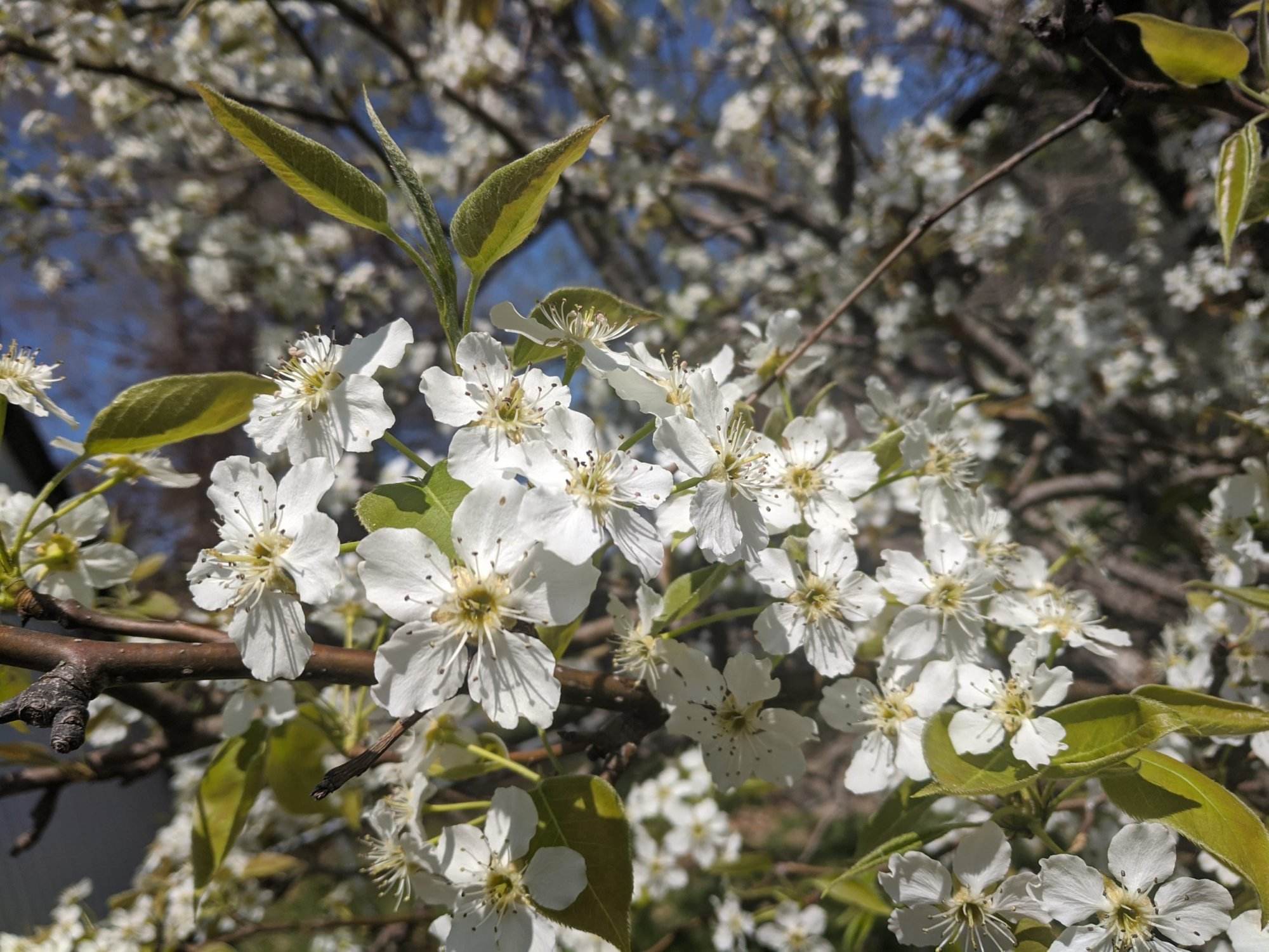 Pear Blossoms - Image 6