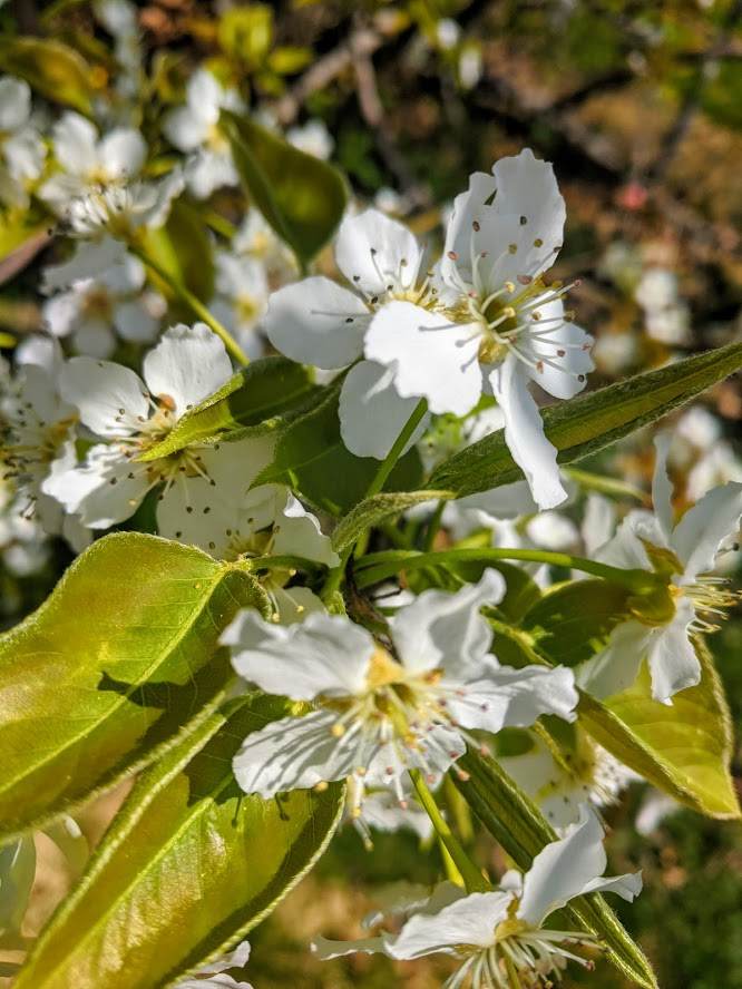 Pear Blossoms - Image 5