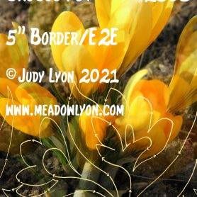 Crocus