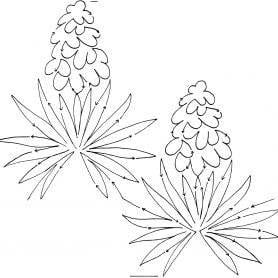 Yucca Blossom