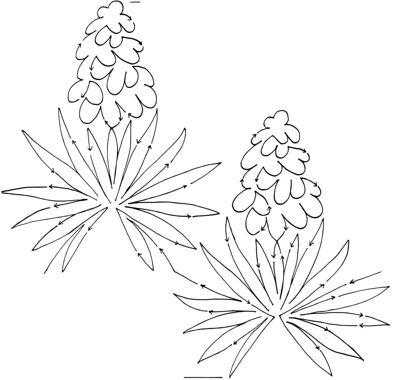 Yucca Blossom