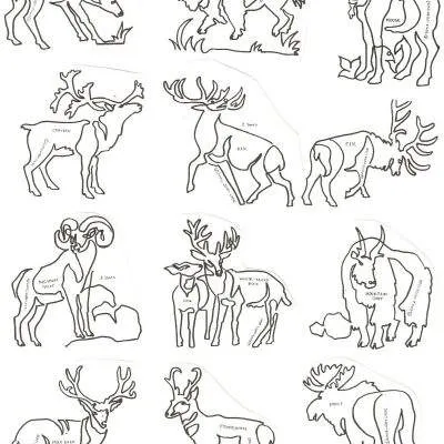 Antlers and Horns 8