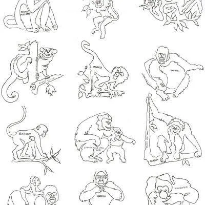 Primates 8