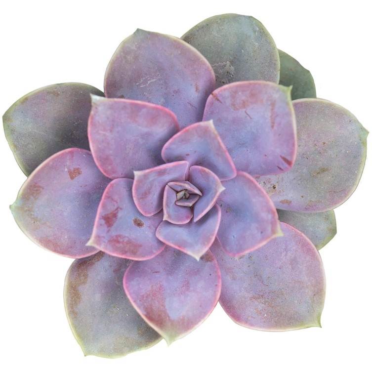 Desert Rose - Image 3