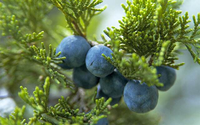 Juniper Berries 11" Interlocking - Image 5